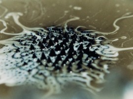 seed