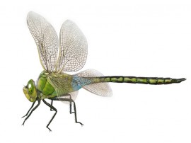 bug19_resize