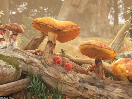 mushroomforest